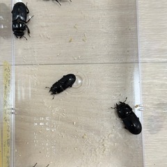 ※取引中※ムシモンオオクワガタ　メスのみの画像