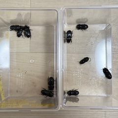 ※取引中※ムシモンオオクワガタ　メスのみ