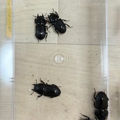 ※取引中※ムシモンオオクワガタ　メスのみの画像