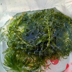 アナカリス（オオカナダモ）水草長め3本