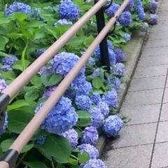 福岡の屋台へ8月16日(土)夕方から行ってくれる方♪