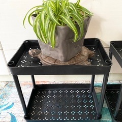 モンステラ購入で無料です【未使用品】 　プラスチックスリム棚　植木鉢やフィギュアや雑貨や調味料置きにの画像