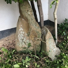庭石の画像