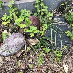 庭石の画像