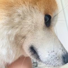 [急募]秋田犬 1歳