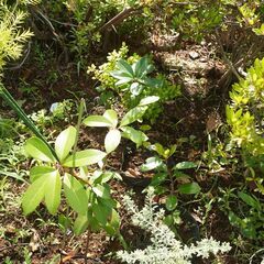 実生苗 サザンカ  苗木 観葉植物 庭木 ガーデニング 植木の画像