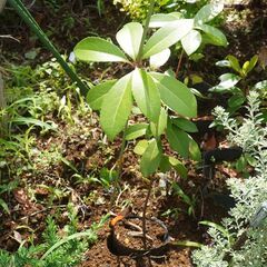 実生苗 サザンカ  苗木 観葉植物 庭木 ガーデニング 植木の画像