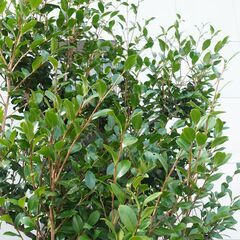 実生苗 サザンカ  苗木 観葉植物 庭木 ガーデニング 植木の画像