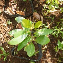 実生苗 キンモクセイ 金木犀 1　苗木 観葉植物 庭木 ガーデニング 植木の画像