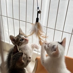 子猫のわんぱく兄弟！【キジ白のみお話し中】