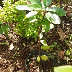 実生苗 キンモクセイ 金木犀 2　苗木 観葉植物 庭木 ガーデニング 植木の画像