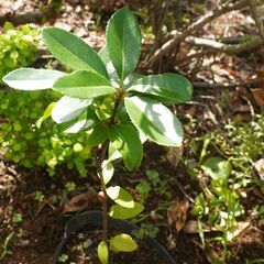 実生苗 キンモクセイ 金木犀 2　苗木 観葉植物 庭木 ガーデニング 植木の画像