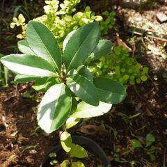 実生苗 キンモクセイ 金木犀 2　苗木 観葉植物 庭木 ガーデニング 植木の画像