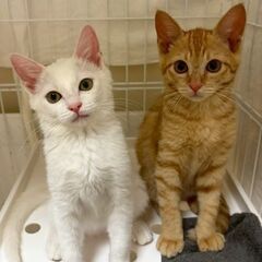 生後３ヶ月位　とっても可愛いみりぃちゃんとげん君【6月29日(日...