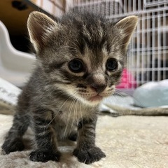 子猫の里親募集