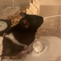 ハムスター3匹