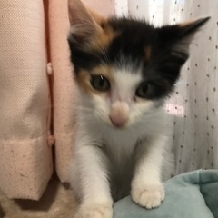 小柄な三毛🐈2ヶ月🐱ワンコとも暮らせます🐶