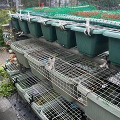 改良メダカ　各種有精卵　の画像