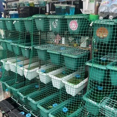 改良メダカ　各種有精卵　の画像