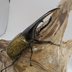 外国産カブトムシ.国産クワガタ