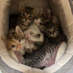 生後２ヶ月位　小さくて可愛い4兄妹【6月29日(日曜日)　🌟久留...