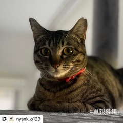 🐾動画付🐾HIVなんて気にしない💖我が家においで☺️優しい里親さ...