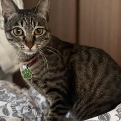 🐾動画付🐾FIVなんて気にしない💖我が家においで☺️優しい里親さ...