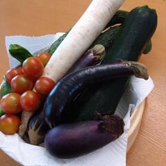 採れたて野菜6種セットの画像