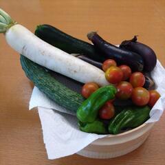 採れたて野菜6種セットの画像