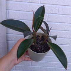 ゴムノキ2本 鉢植えの画像