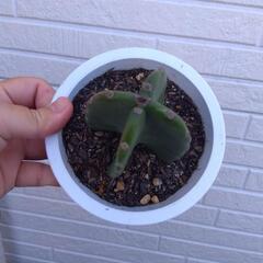 キメンカク サボテン 観葉植物の画像