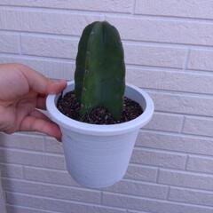 キメンカク サボテン 観葉植物の画像