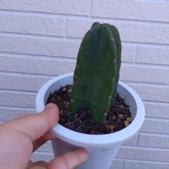 キメンカク サボテン 観葉植物