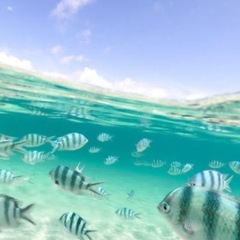 【受付終了】気軽なシュノーケル＆海遊び予定ありヽ(´▽｀)/