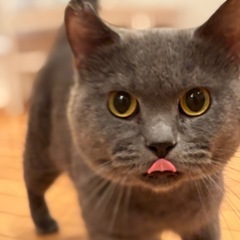 里親募集中！ブリティッシュ 男の子