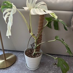 モンステラ ホワイトタイガー