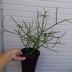 ランキングキーワードに紐づく投稿画像-観葉植物