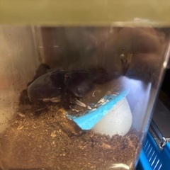 ヤマトカブトムシ　成虫　オス　メス