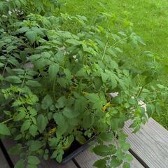 マイクロトマト苗（赤と黄）の画像