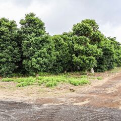 茨城県鹿嶋市大字神向寺新畑の畑用地です。 残り5区画、広さも価格も選べます！ − 茨城県