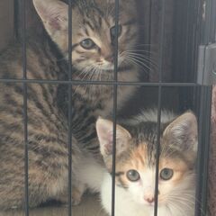 猫を幸せにしましょう。里親さん募集中。