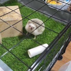 ヨツユビハリネズミの里親を探しています