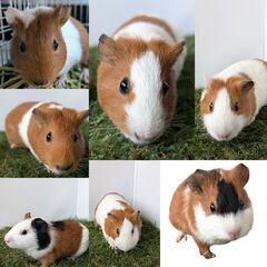 モルモット　ご家族募集中　小動物