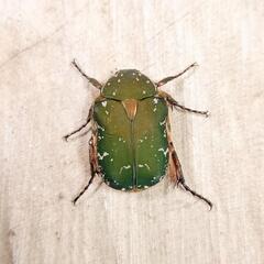 【希少種】キョウトアオハナムグリ(大阪府高槻市産)WF1新成虫♂♀ペア