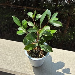  ガジュマルの挿し木の画像
