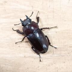 本土ノコギリクワガタ(大阪府八尾市産)WF1新成虫♂♀ペアの画像