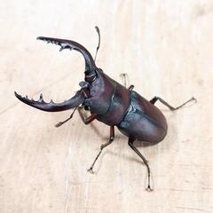 本土ノコギリクワガタ(大阪府八尾市産)WF1新成虫♂♀ペアの画像