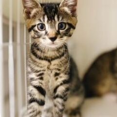 超かわいい♡生後3か月のキジトラ兄妹のお兄ちゃんダイヤ君。