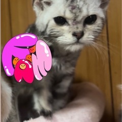 アメショ🌼6ヶ月♂