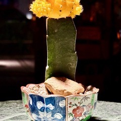 観葉植物　ヒボタン　おしゃれな鉢と受け皿付きの画像